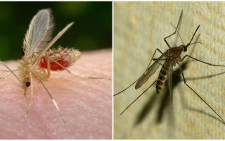 Каква е разликата между комарите и комарите?