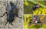 Описание и снимки на вълкодайни мухи