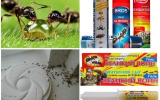 Как да унищожите мравки и мравка