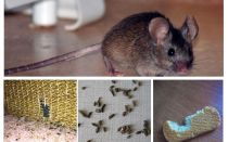 Как да се справят с мишки в апартамента