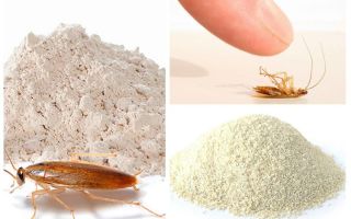 Прасета за хлебарки: Видове и как да ги използвате