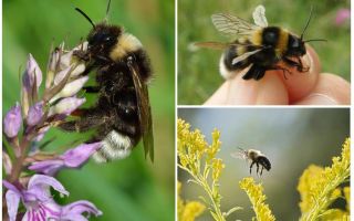 Защо пчелата не може да лети според законите на физиката