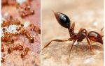 Как да се отървем от малки червени мравки в апартамент