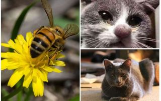 Какво да направя, ако една котка е ухапан от пчела