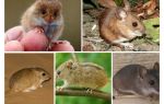 Видове и видове мишки