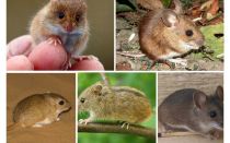 Видове и видове мишки