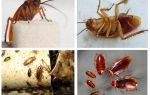 Червен хлебар хлебарка и как да се отървете от него