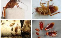 Как изглеждат хлебарките, техните снимки, видове и описание