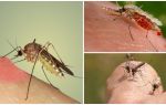 Защо комарите пият кръв