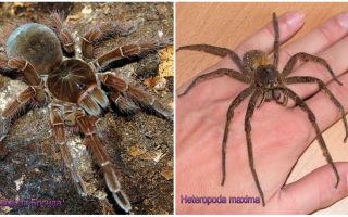 Описание и снимки на най-големите паяци в света