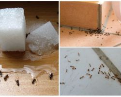 Как да се отървете от мравки в частна къща фолк средства