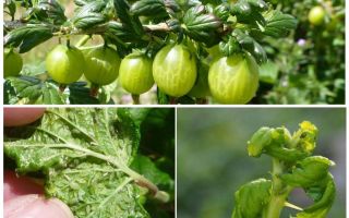 Как да се отървете от листни въшки на цариградско грозде