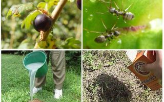 Как да се справим с мравки и листни въшки на френско грозде