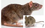 Каква е разликата между мишка и плъх?