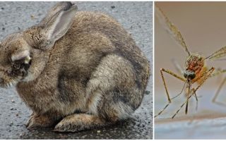 Как да спасим зайци от комари на улицата и в зайчетата