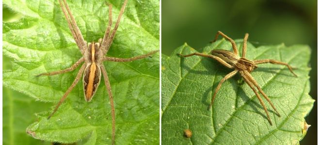 Описание и снимки на паяците от района на Саратов