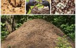 Животът на мравките в мравуняк