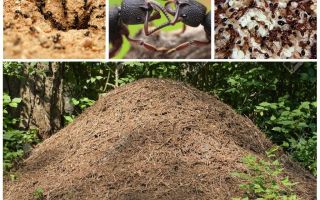 Животът на мравките в мравуняк