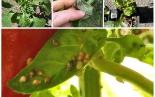 Какво и как да се справим с листни въшки на пипер в оранжерия и открито поле
