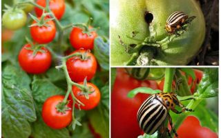 Как да обработваме домати от картофено бръмбарче на Колорадо