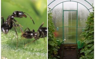 Как да се справяте с мравките в оранжерийните народни средства