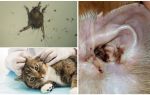 Симптоми и лечение на ушни акари в котки