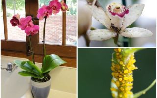 Как да се справим с листни въшки на орхидеи