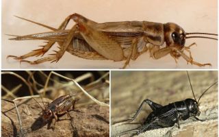 Какво ядат crickets къща