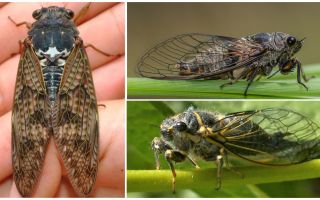 Описание и снимки на мухи от цикода