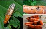 Как да се отървем от морковите мухи