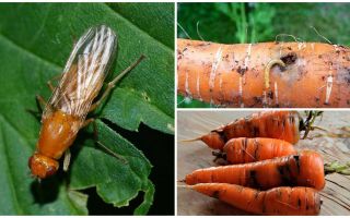 Как да се отървем от морковите мухи