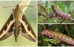 Описание и снимка на гъсеница молци от вида гъби