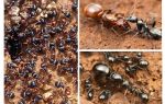 Етапи на развитие на мравка
