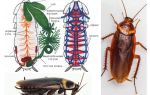 Структурата на хлебарките - външна и вътрешна