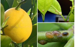 Как да се справим с щита върху лимон