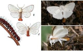 Описание и снимка на пеперуда и гъсеници