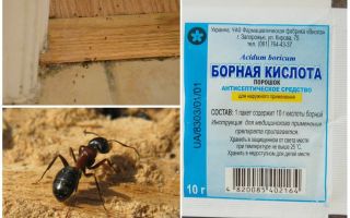 Как да премахнете мравки от дървена къща