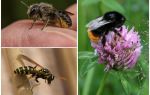 Различията на пчела от пчела и оса