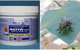 Използването на Agita от мухи