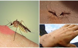 Защо комарите в природата