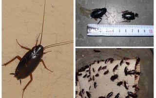 Как да се отървете от големите черни хлебарки в апартамента