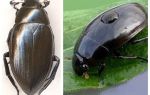 Водорасли и голямо водно срастване на два вида бръмбари