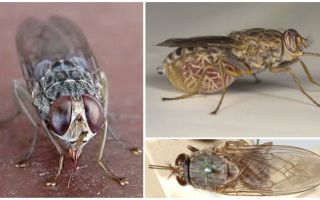 Описание и снимка на мухата