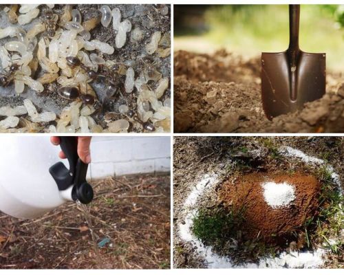 Как да получите мравки от градината народни средства