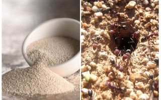 Дрожди срещу мравки в страната