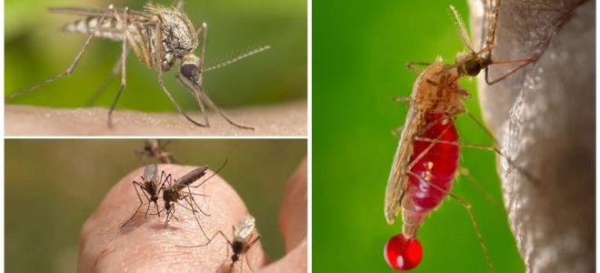 Хора, с които кръвната група най-често се ухапва от комари