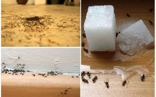 Как да премахнете мравки от апартамент у дома