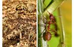 Какво е полезно мравки