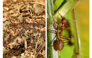Какво е полезно мравки