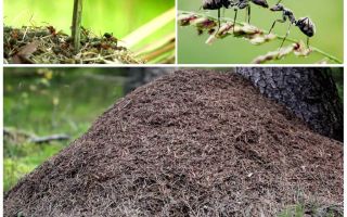 От коя страна на дърветата мравките ще построят мравка